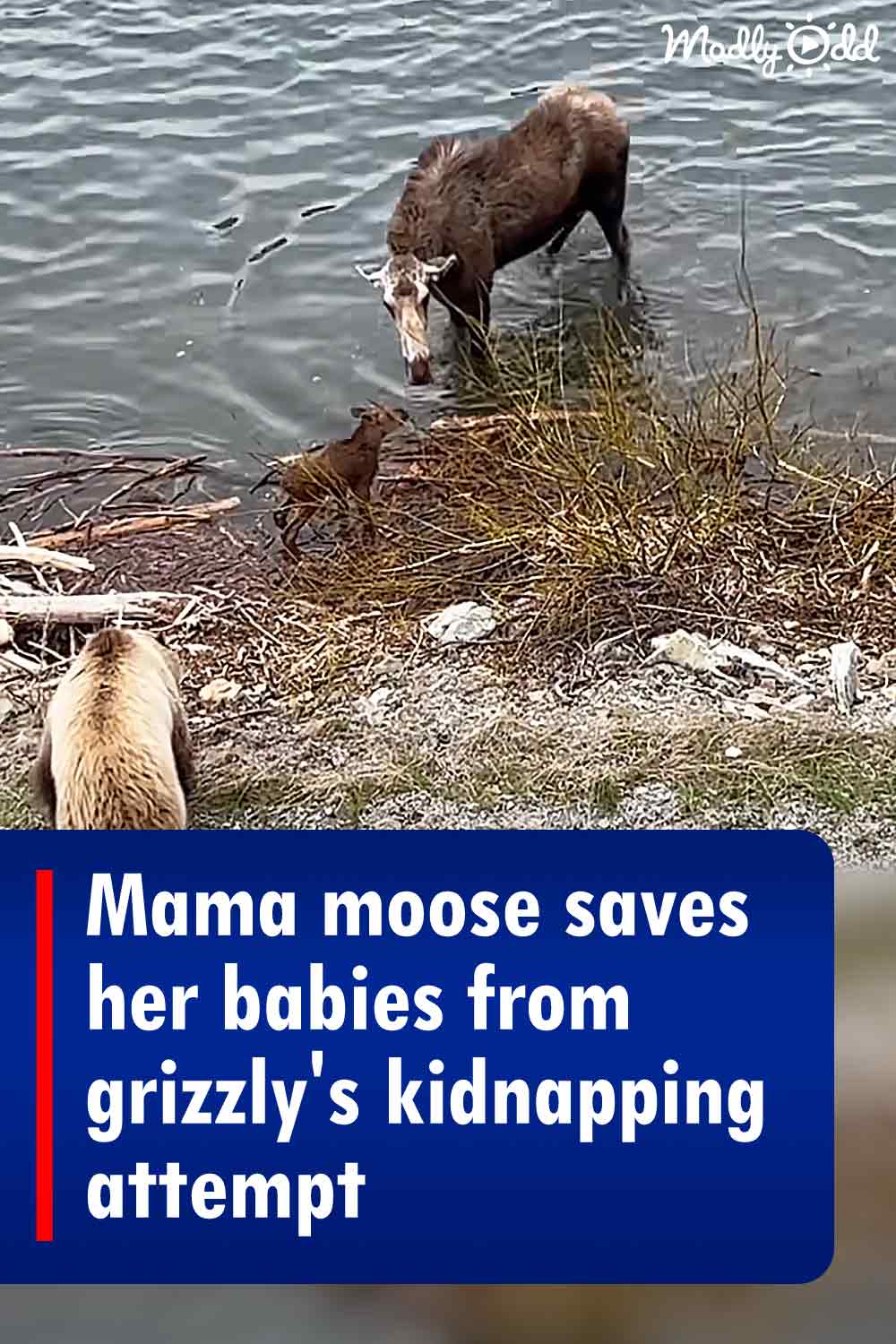 Mama moose saves her babies from grizzly\'s kidnapping attempt