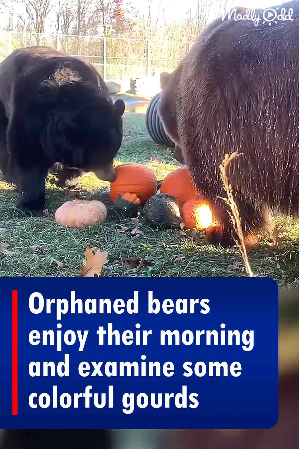 Orphaned bears enjoy their morning and examine some colorful gourds