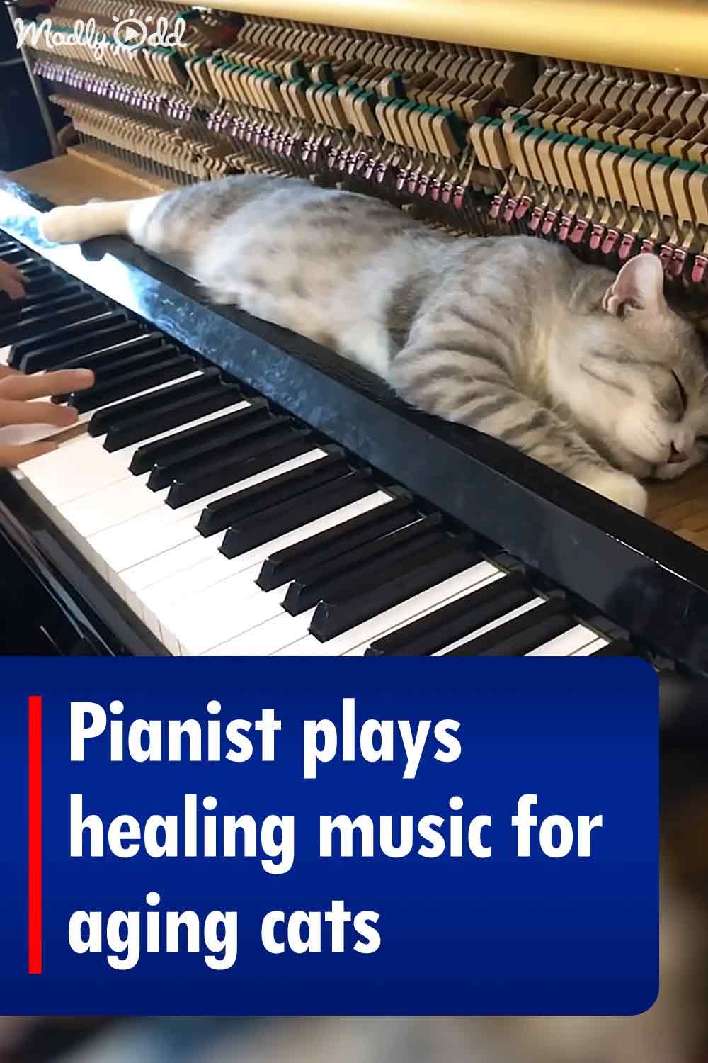 Pianist plays healing music for aging cats