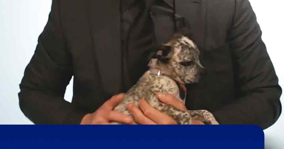 Pinterest Hidden Image