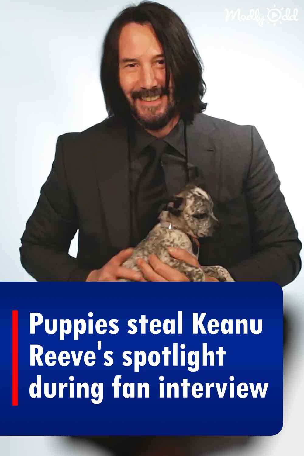 Puppies steal Keanu Reeve\'s spotlight during fan interview