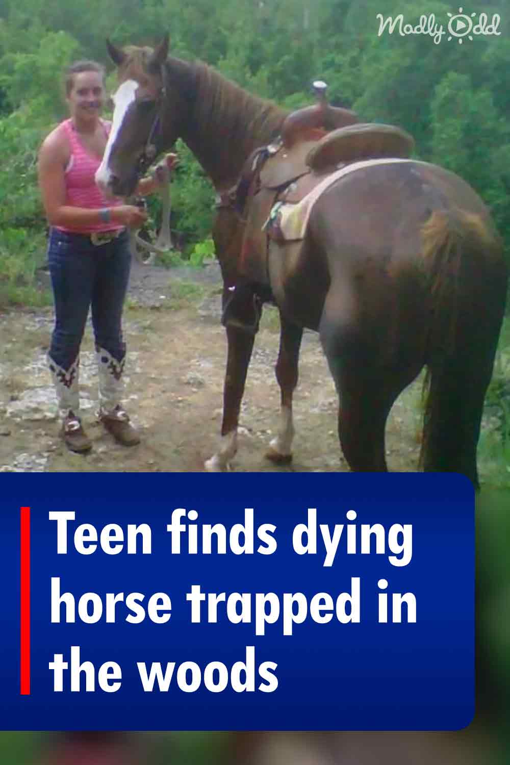 Teen finds dying horse trapped in the woods