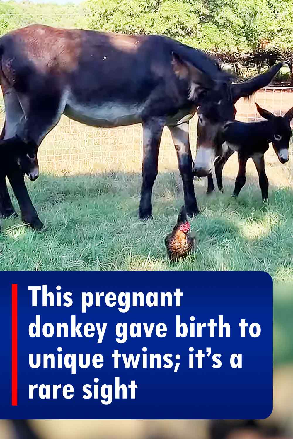 This pregnant donkey gave birth to unique twins; it’s a rare sight
