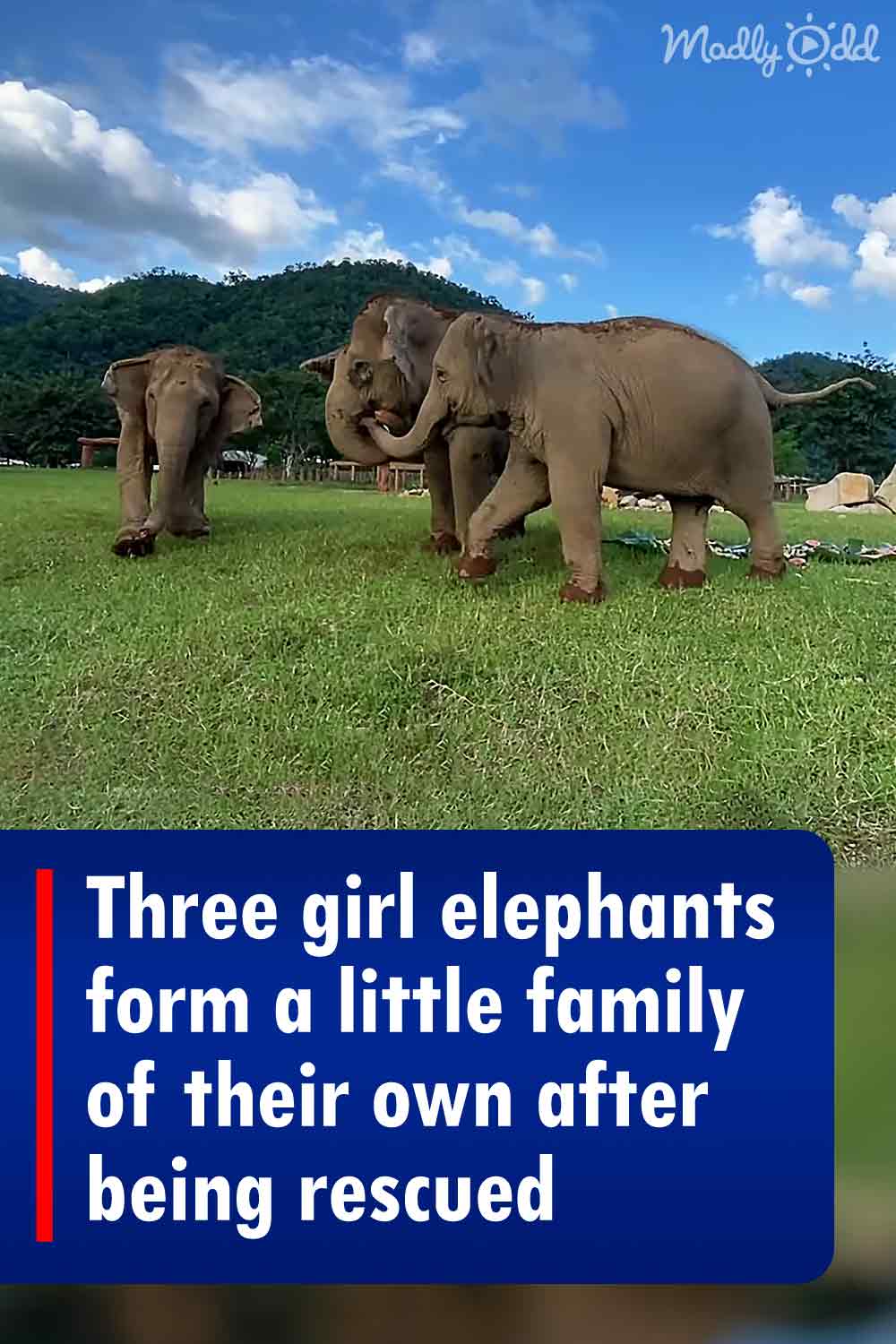 Three girl elephants form a little family of their own after being rescued