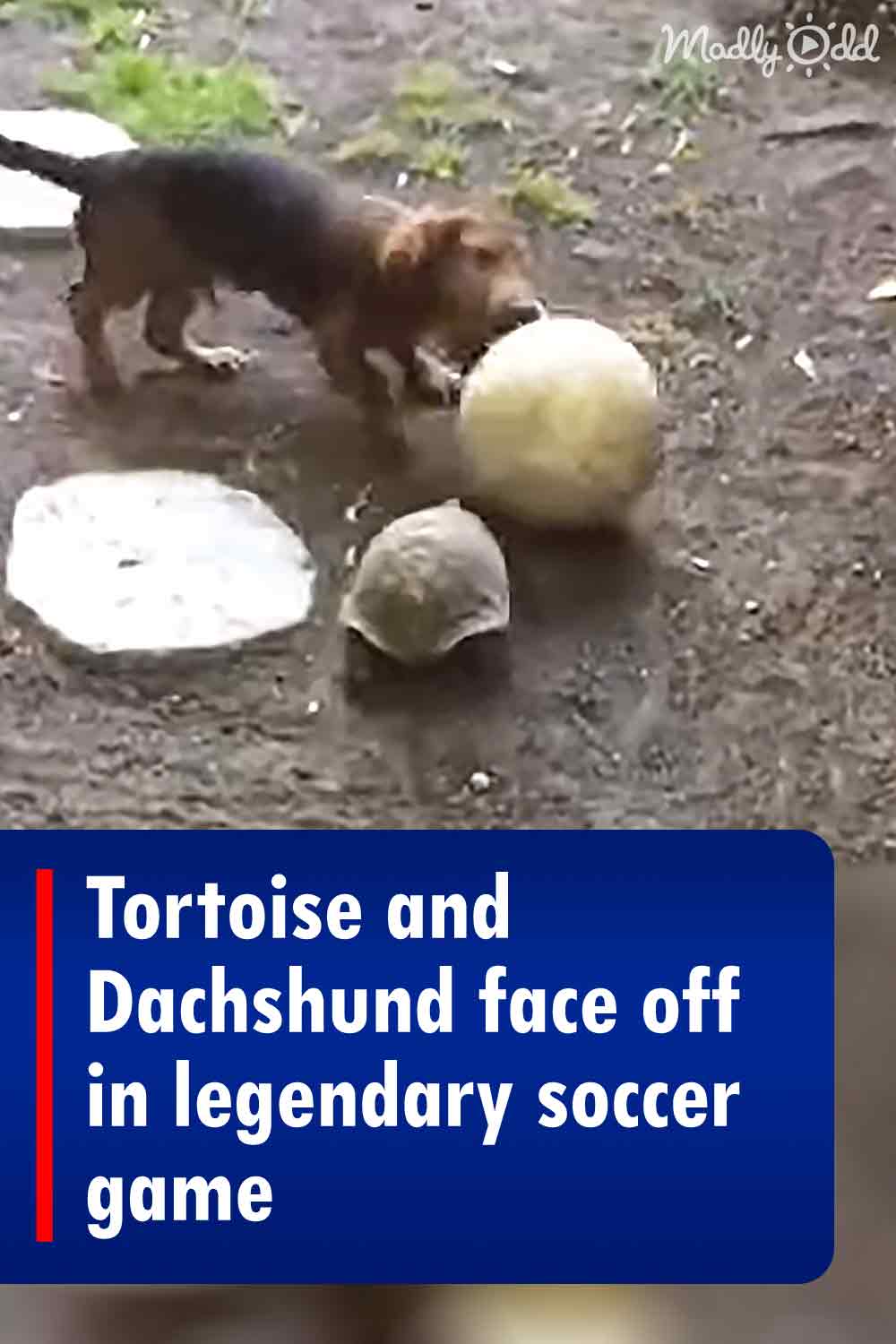 Tortoise and Dachshund face off in legendary soccer game