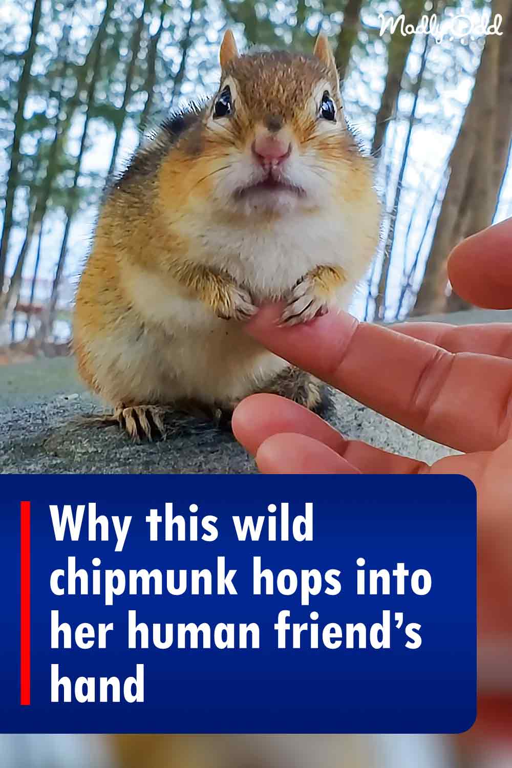 Why this wild chipmunk hops into her human friend’s hand