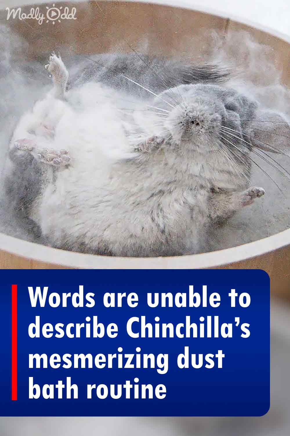 Words are unable to describe Chinchilla\'s mesmerizing dust bath routine