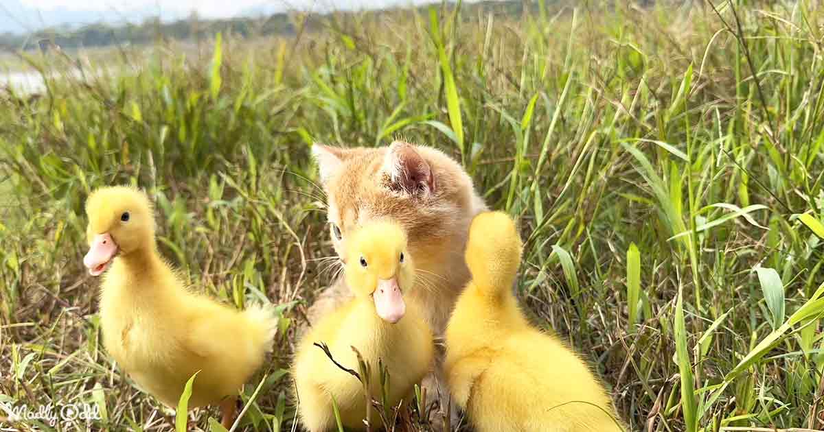 Kitten and ducklings