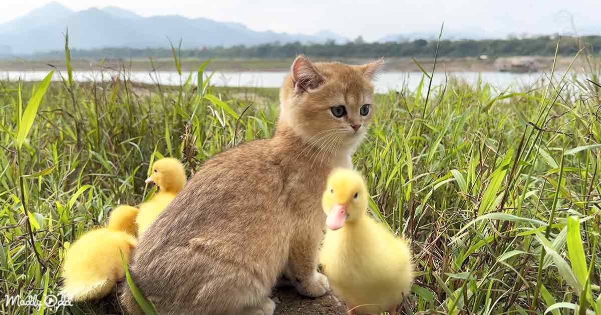 Kitten and ducklings