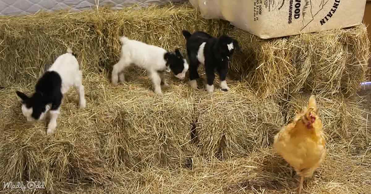 Baby goats and barn chicken