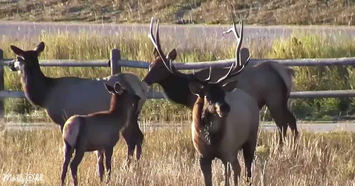Elk of Estes Park