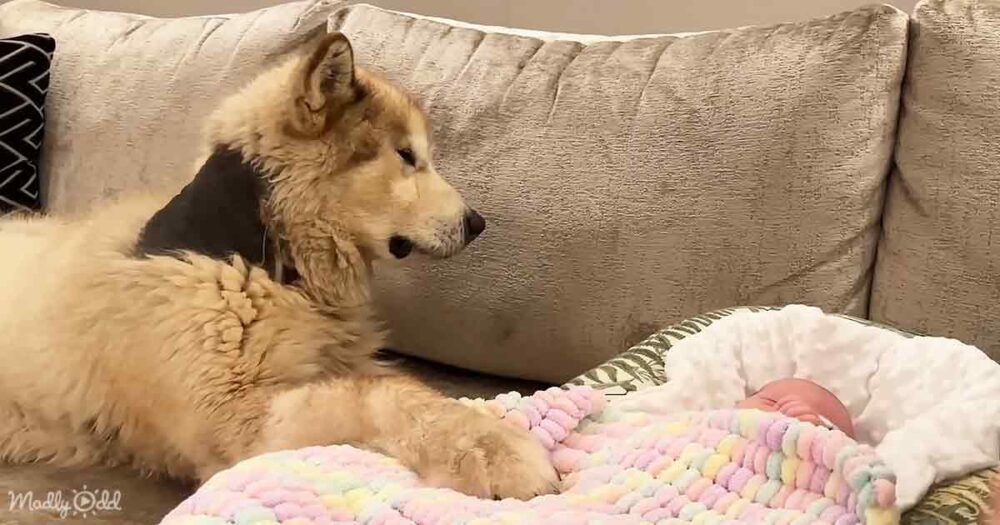 Adorable dog and baby