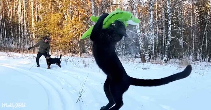 Playful panther
