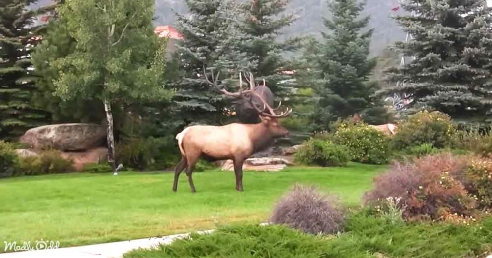 Elk of Estes Park
