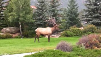 Elk of Estes Park