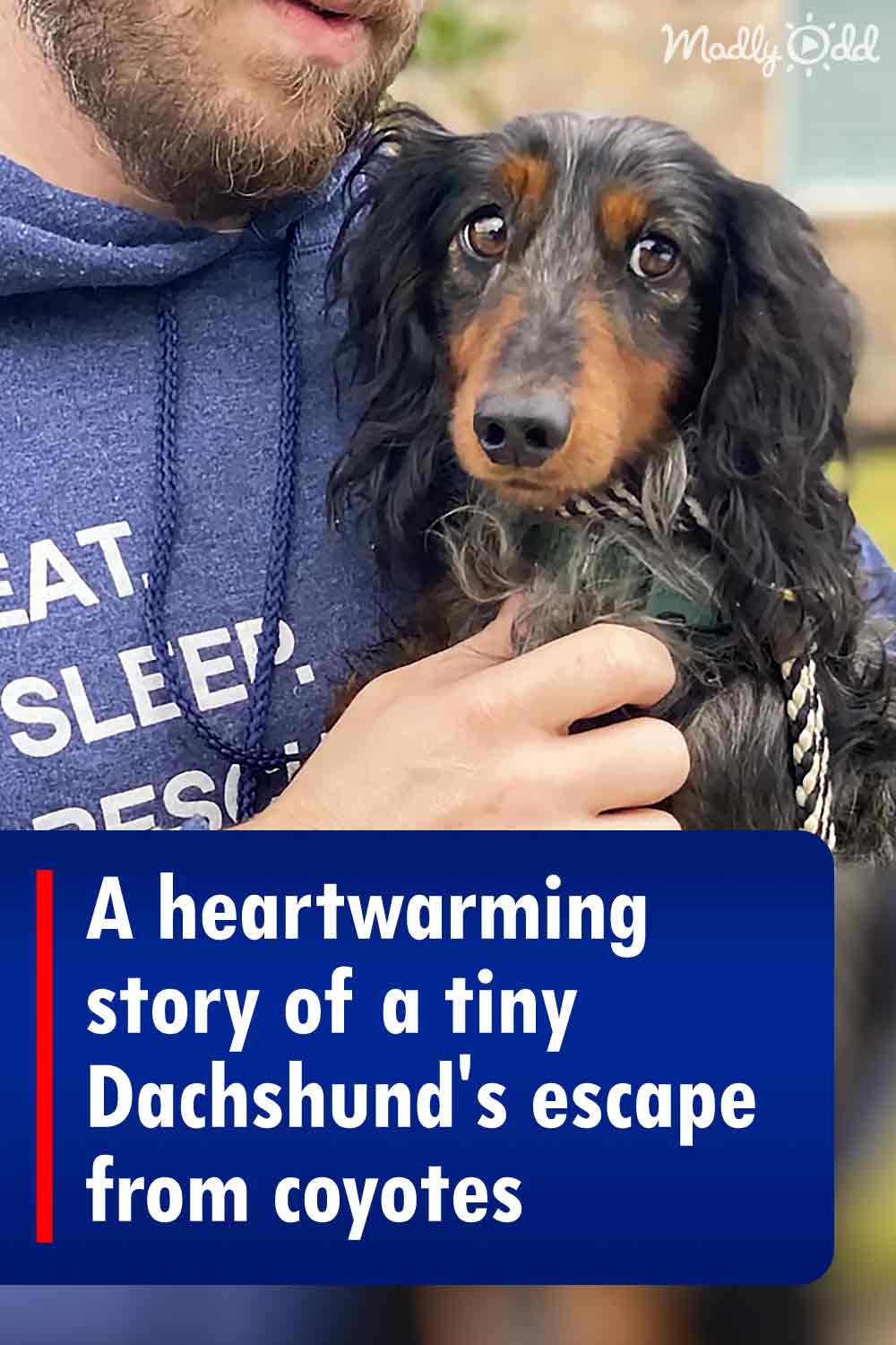 A heartwarming story of a tiny Dachshund\'s escape from coyotes