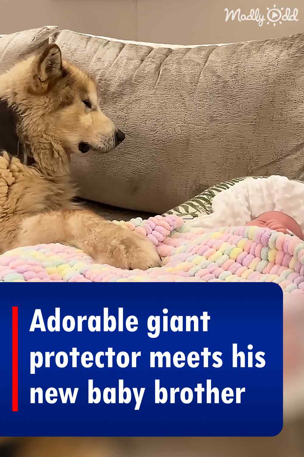 Adorable giant protector meets his new baby brother