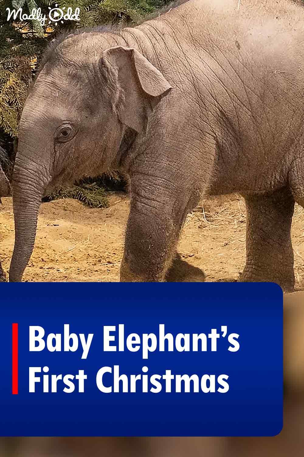 Baby Elephant’s First Christmas