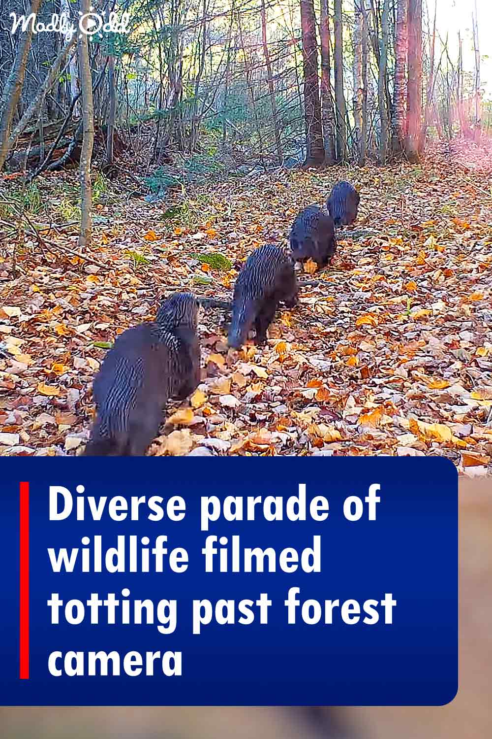 Pinterest Hidden Image