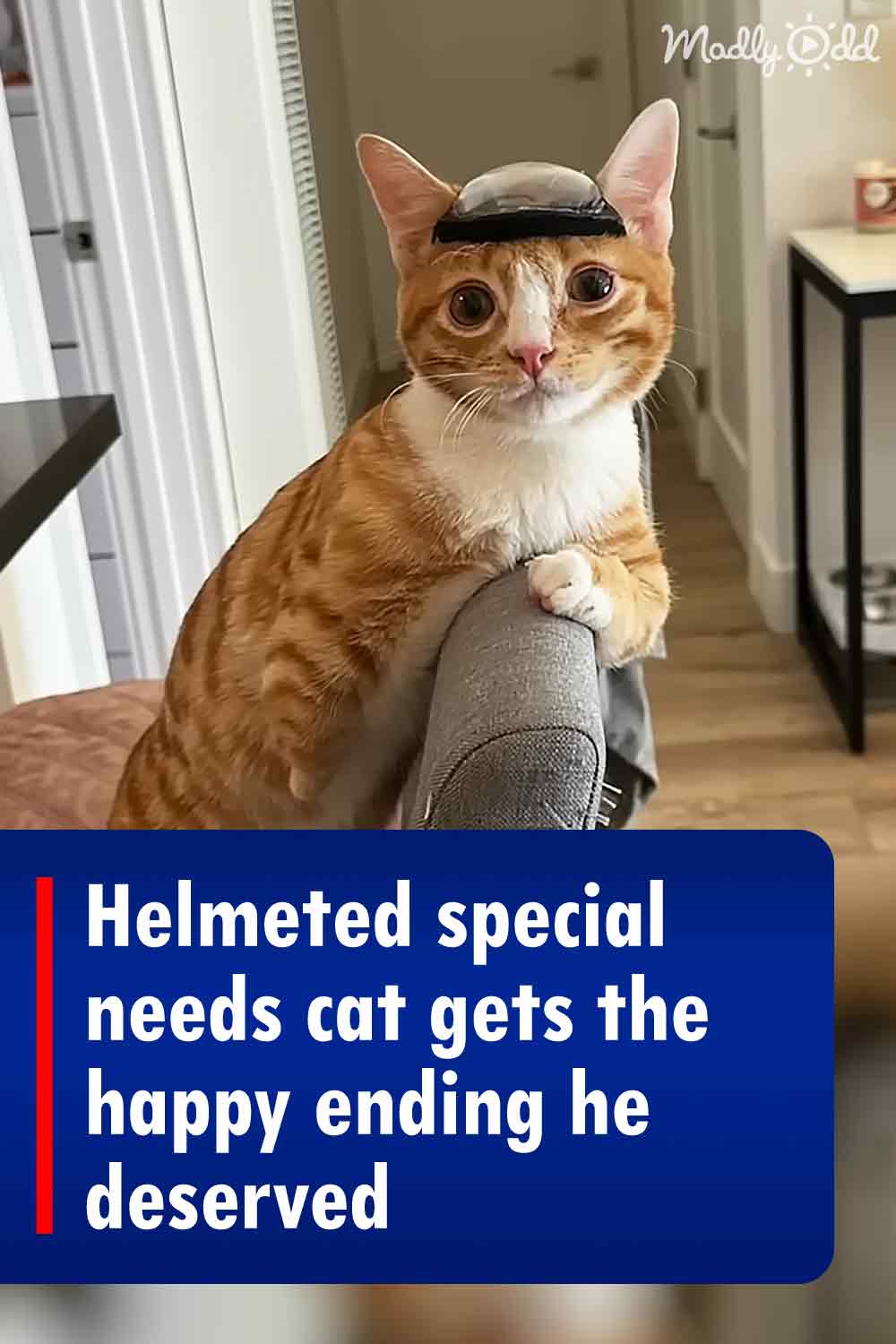 Helmeted special needs cat gets the happy ending he deserved