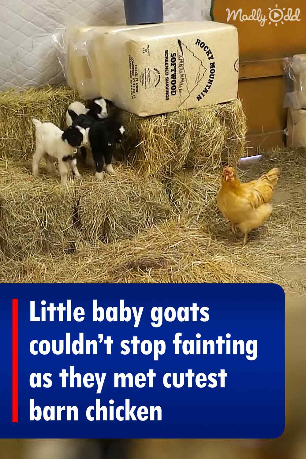 Little baby goats couldn’t stop fainting as they met cutest barn chicken