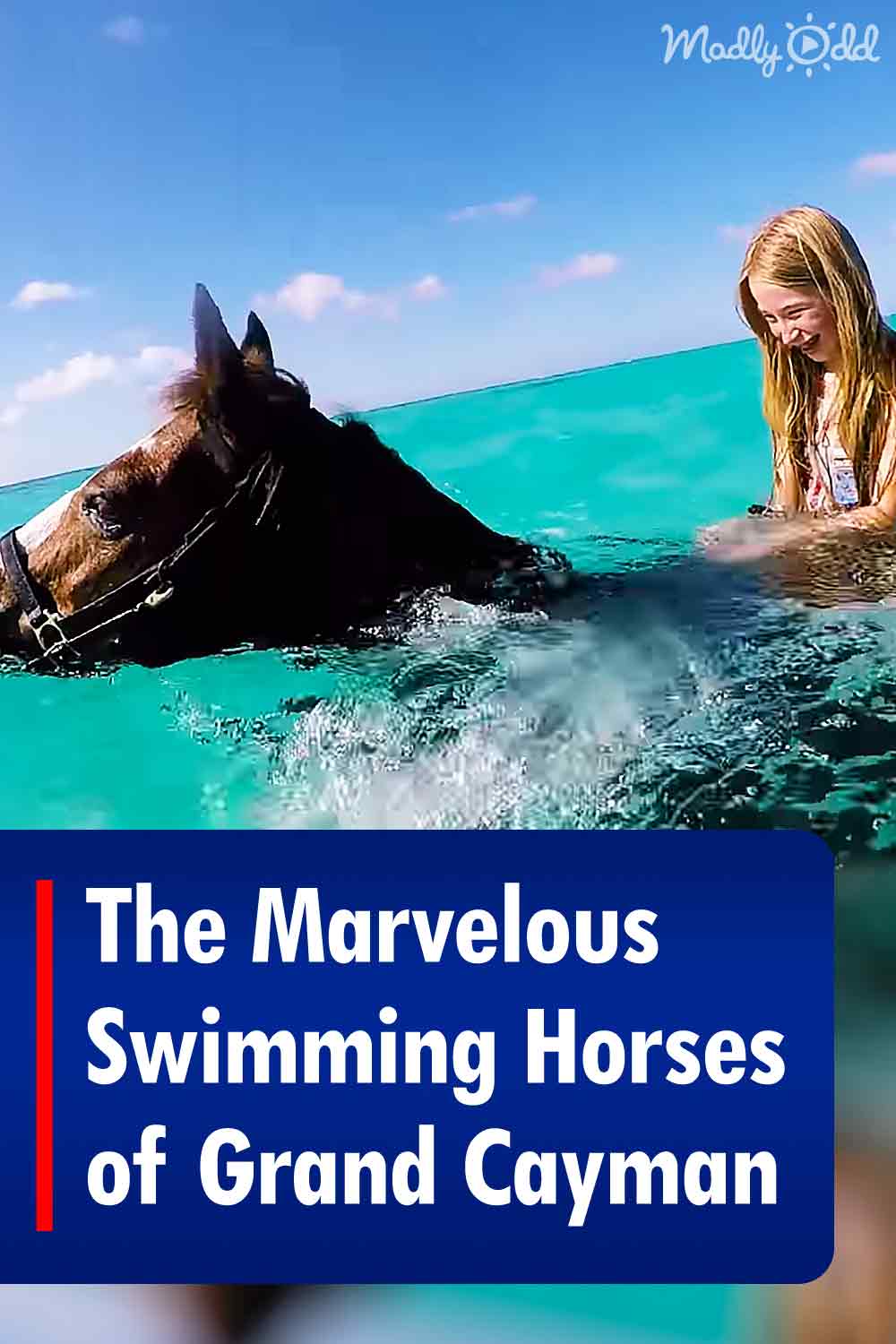 The Marvelous Swimming Horses of Grand Cayman