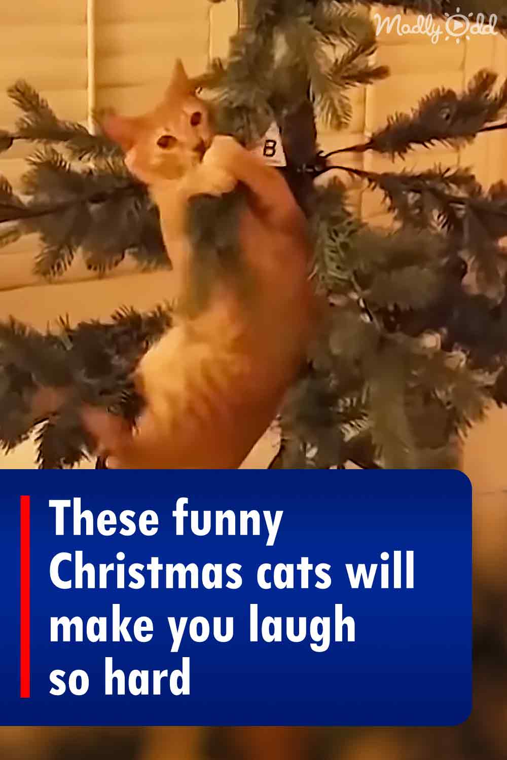 These funny Christmas cats will make you laugh so hard