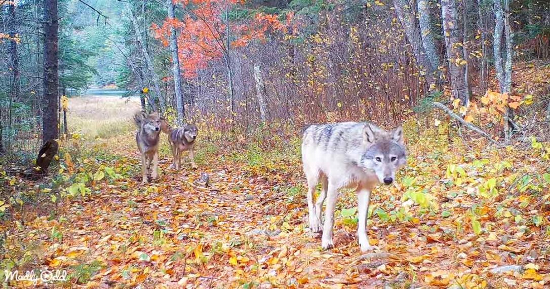 Camera Left In Woods For A Year Reveals A Secret Wildlife Oasis Madly
