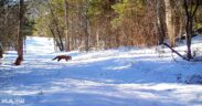 Camera Left In Woods For A Year Reveals A Secret Wildlife Oasis Madly