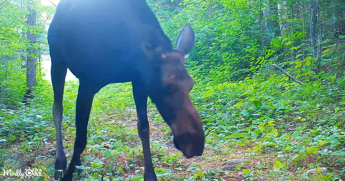 Trail camera capturing wildlife