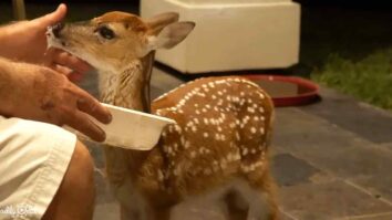 Baby Whitetail Deer'