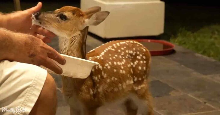 Baby Whitetail Deer'