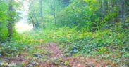 Camera Left In Woods For A Year Reveals A Secret Wildlife Oasis Madly