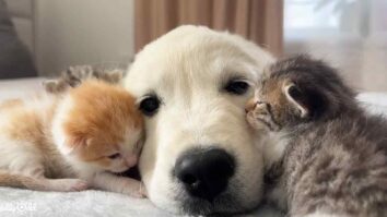 Golden Retriever and Kittens