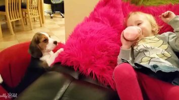 Adorable Beagle pup and toddler