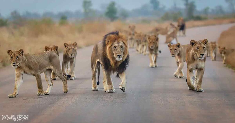 Mega lion pride