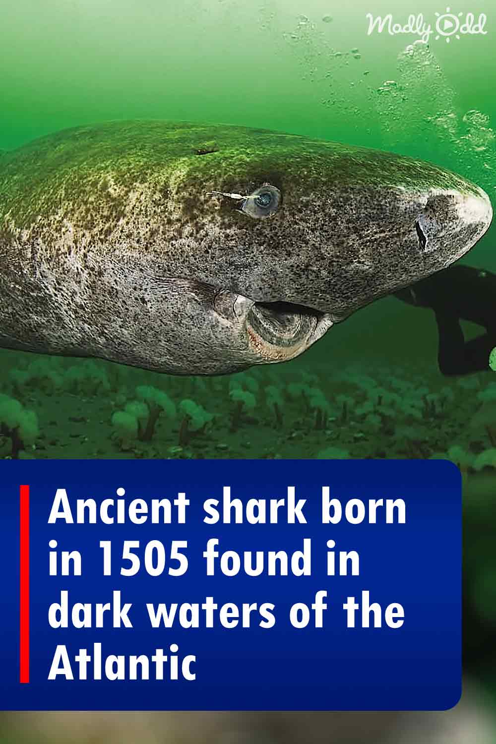 Ancient shark born in 1505 found in dark waters of the Atlantic