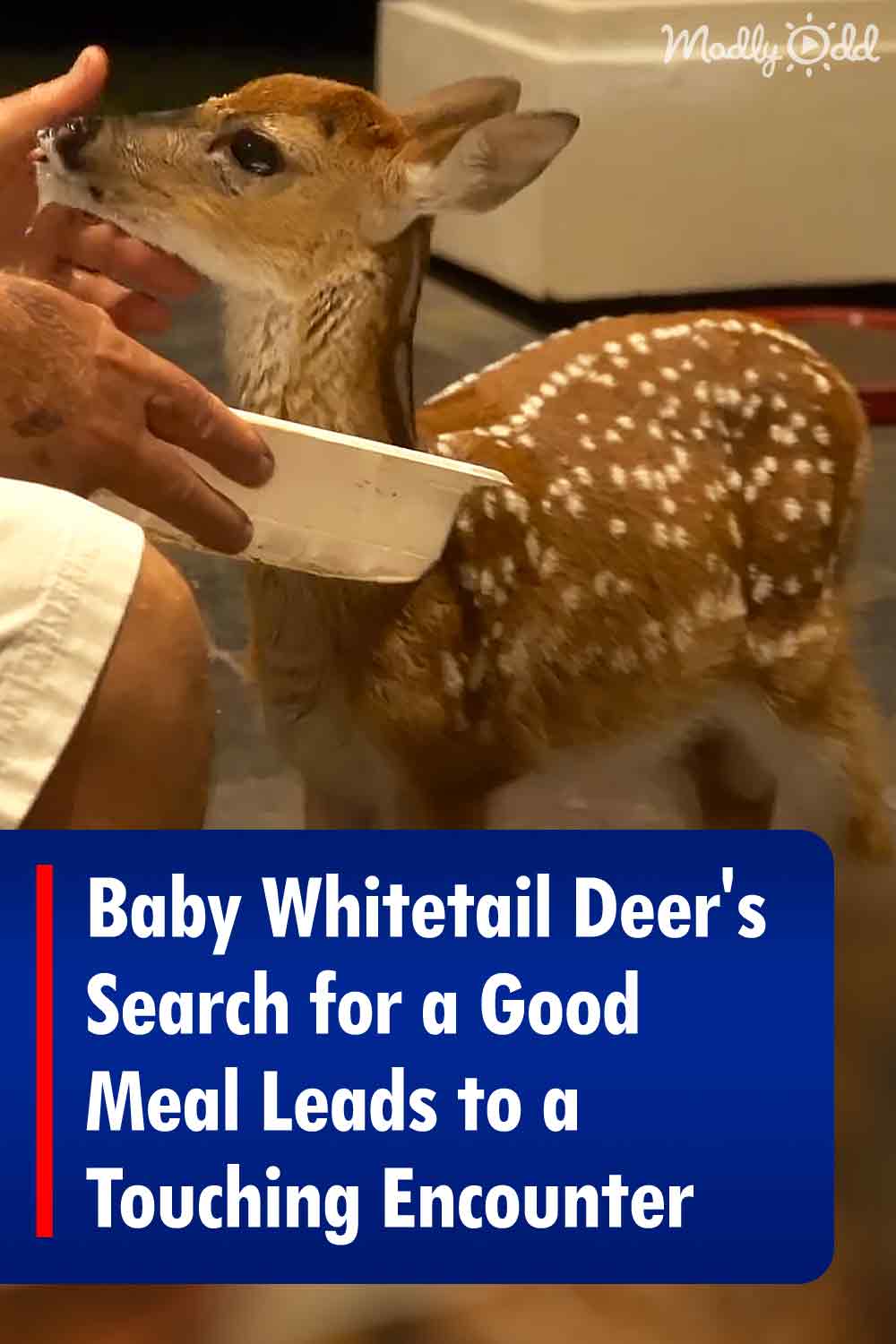 Baby Whitetail Deer\'s Search for a Good Meal Leads to a Touching Encounter