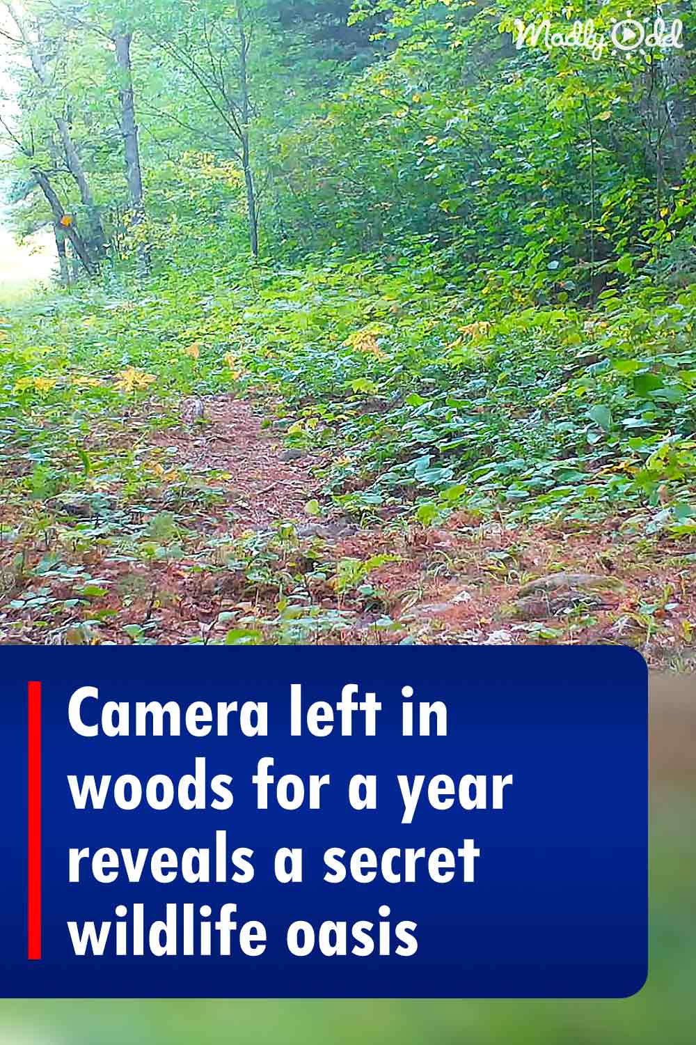 Camera left in woods for a year reveals a secret wildlife oasis