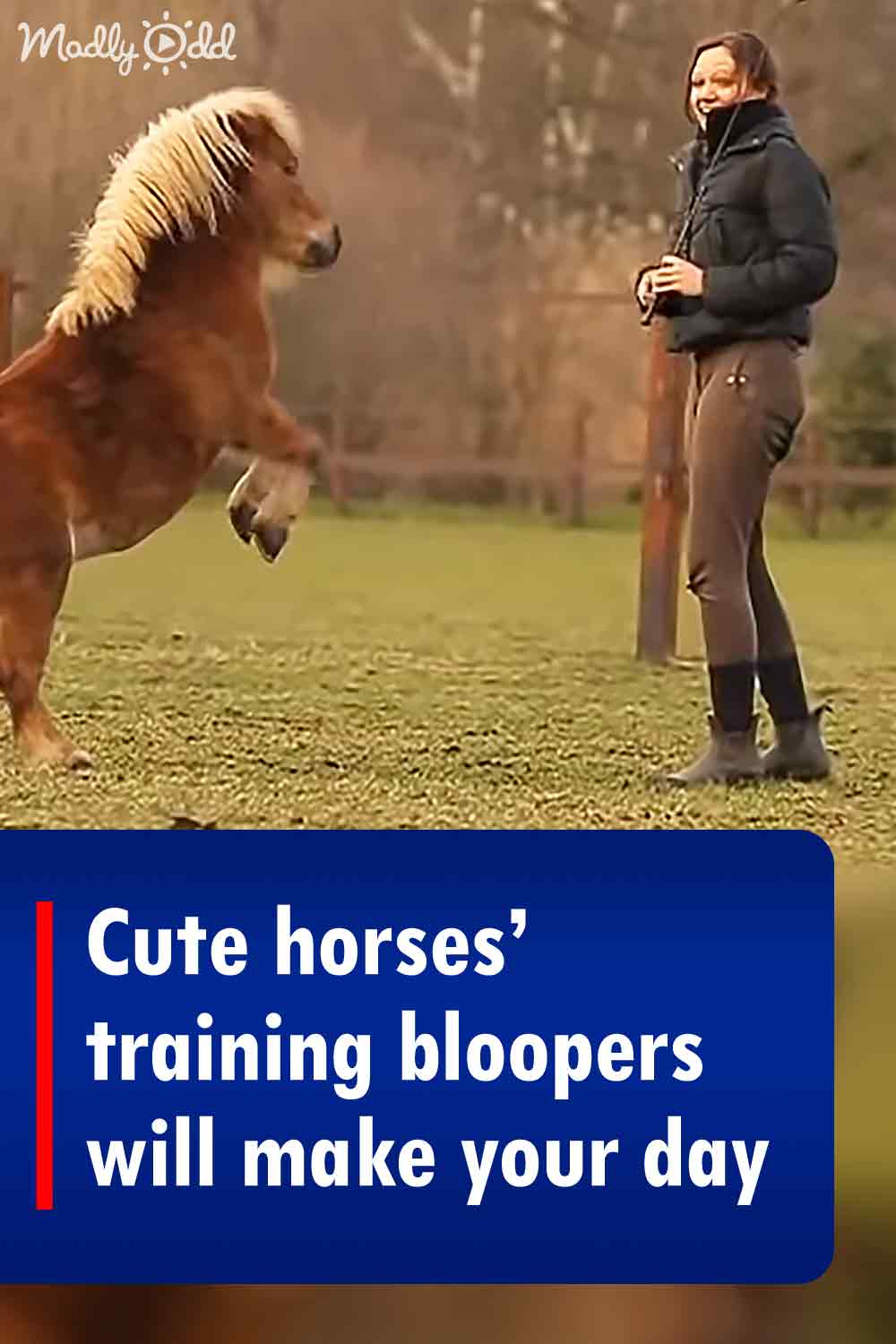 Cute horses’ training bloopers will make your day