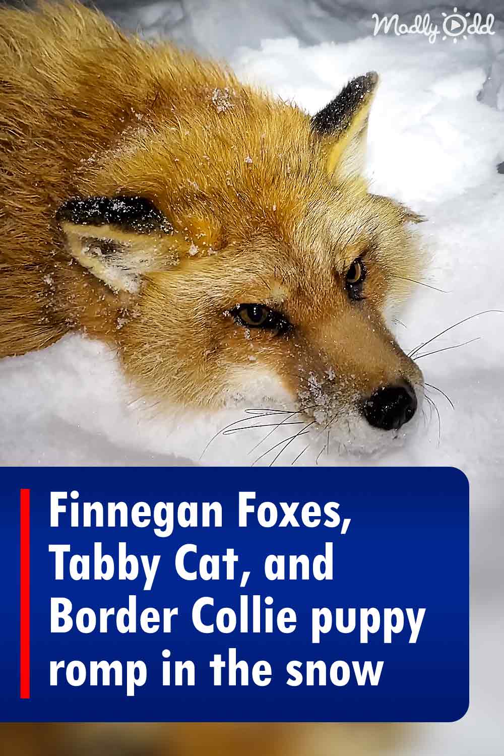 Finnegan Foxes, Tabby Cat, and Border Collie puppy romp in the snow