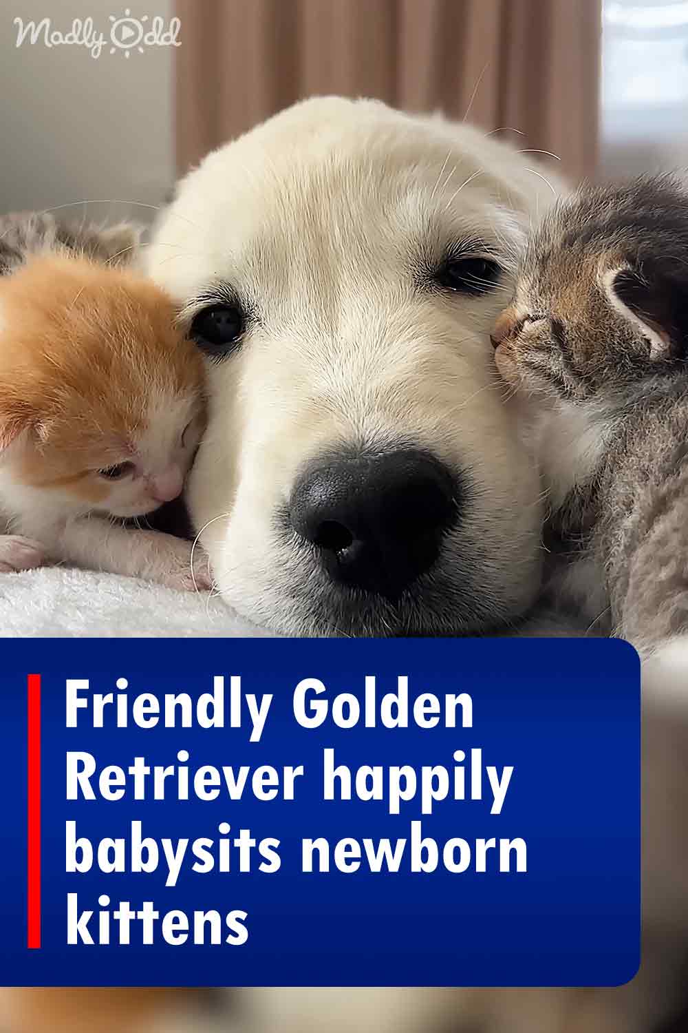 Friendly Golden Retriever happily babysits newborn kittens