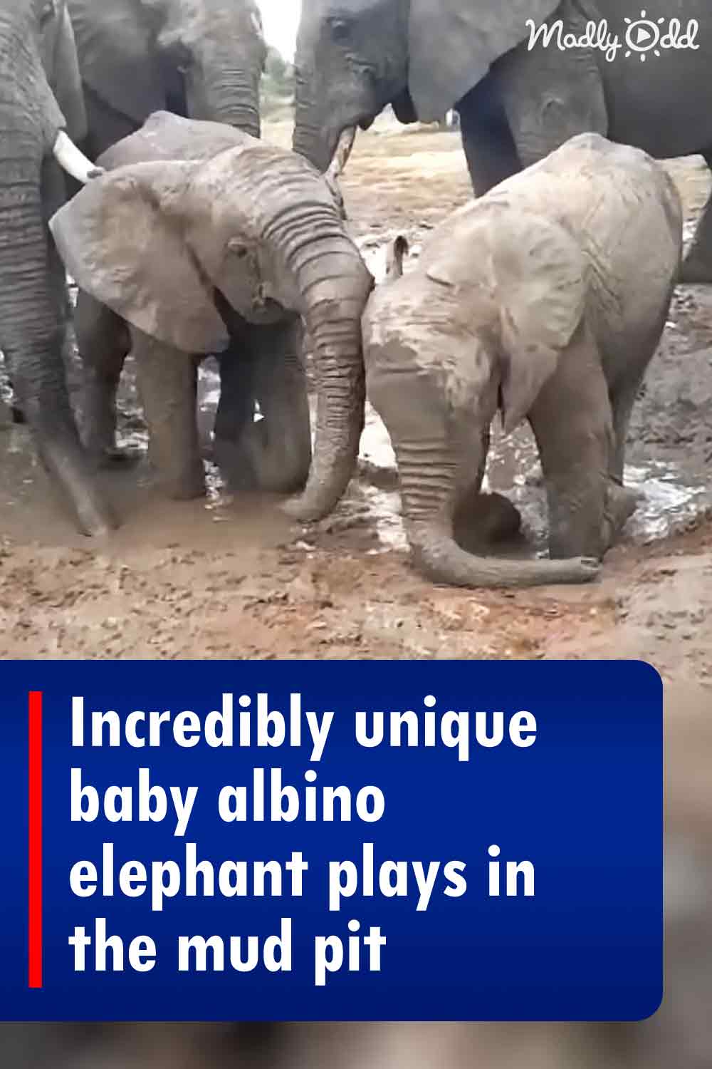 Incredibly unique baby albino elephant plays in the mud pit