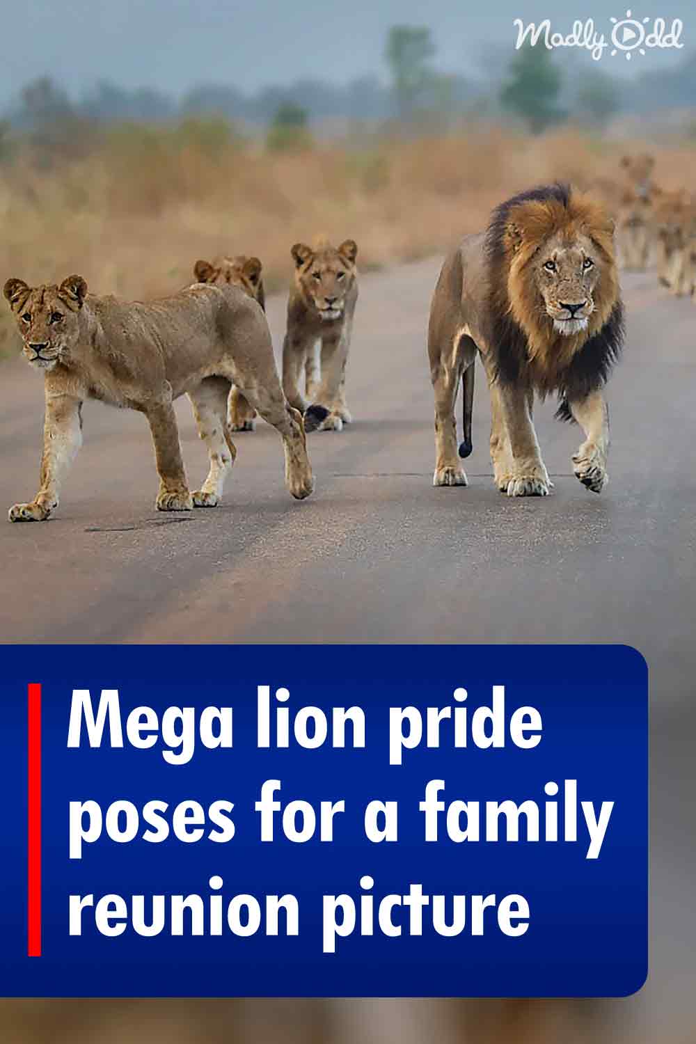 Mega lion pride poses for a family reunion picture