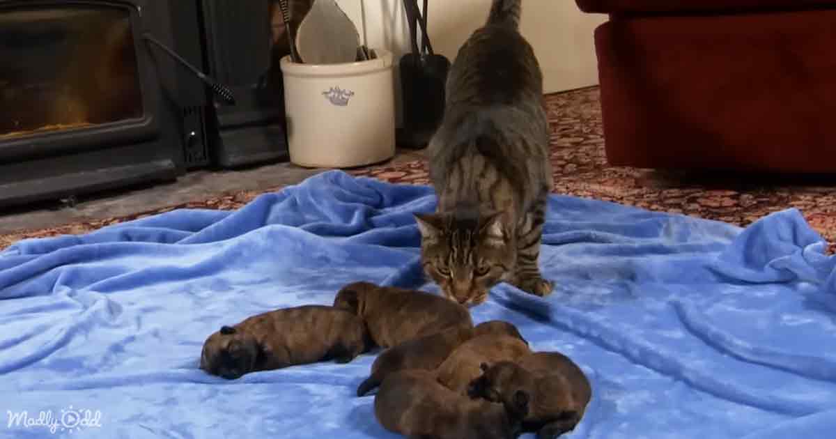 Adorable Cat and Puppies