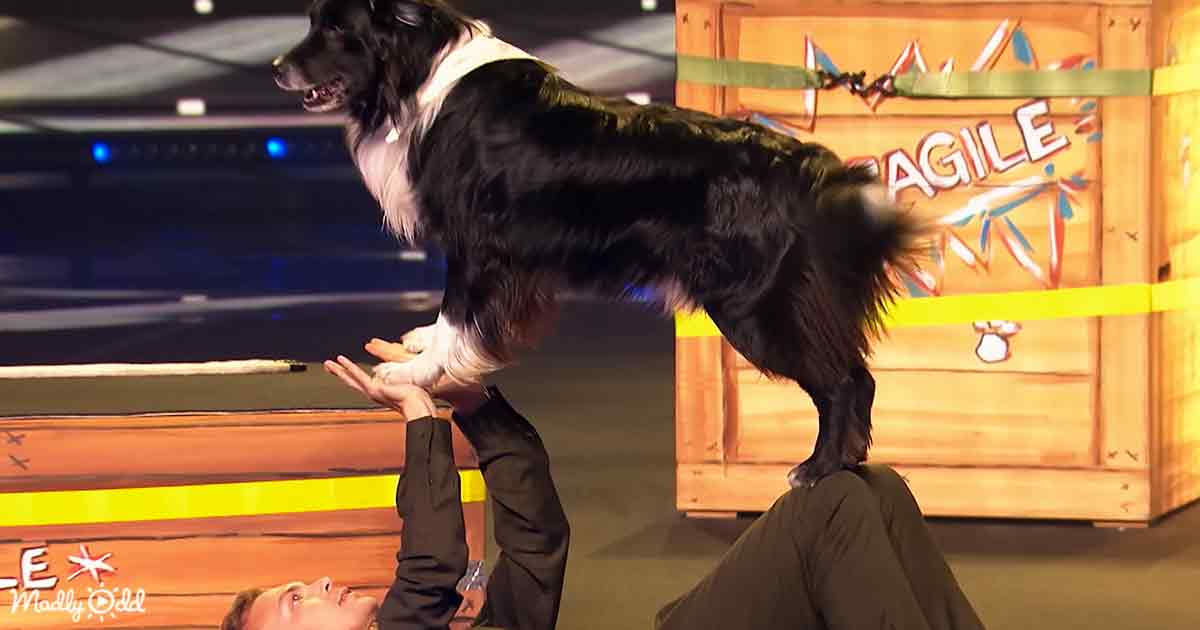 Dog Performance on AGT
