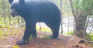 Trail camera captures an abundance of wildlife near a beaver pond