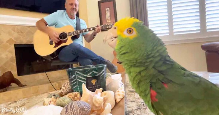 Singing parrot