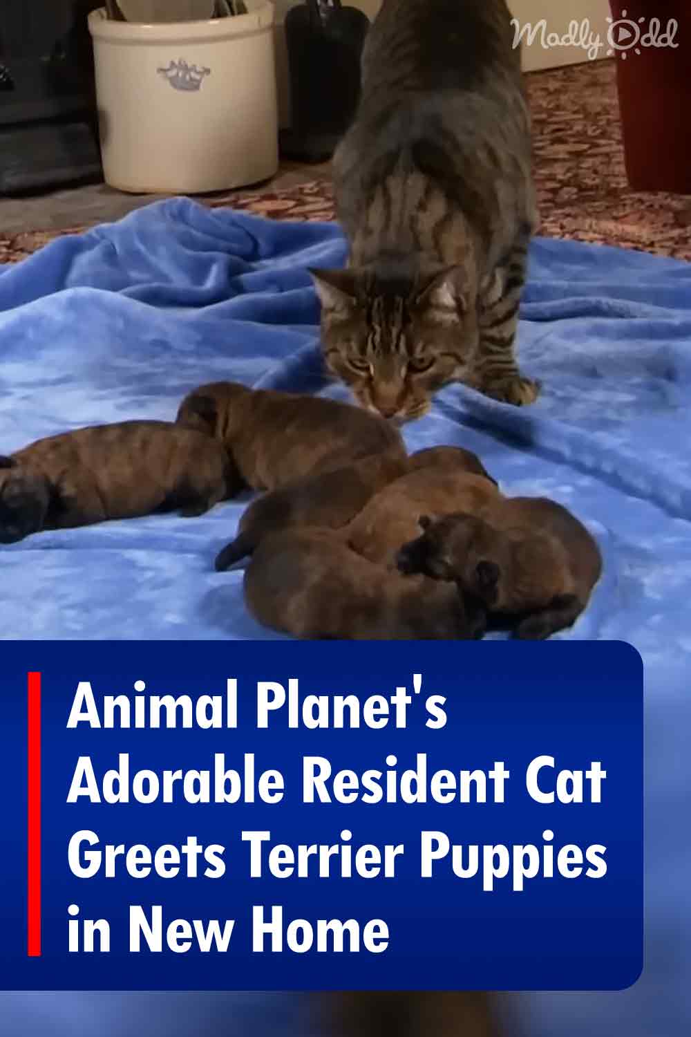 Animal Planet\'s Adorable Resident Cat Greets Terrier Puppies in New Home
