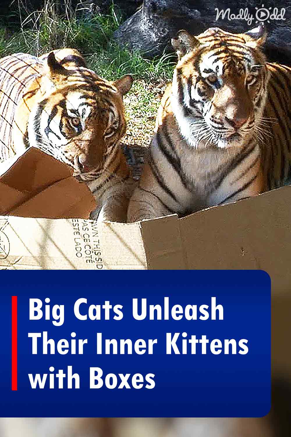 Big Cats Unleash Their Inner Kittens with Boxes